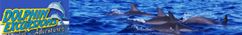 Dolphin Excursions Snorkel Adventures